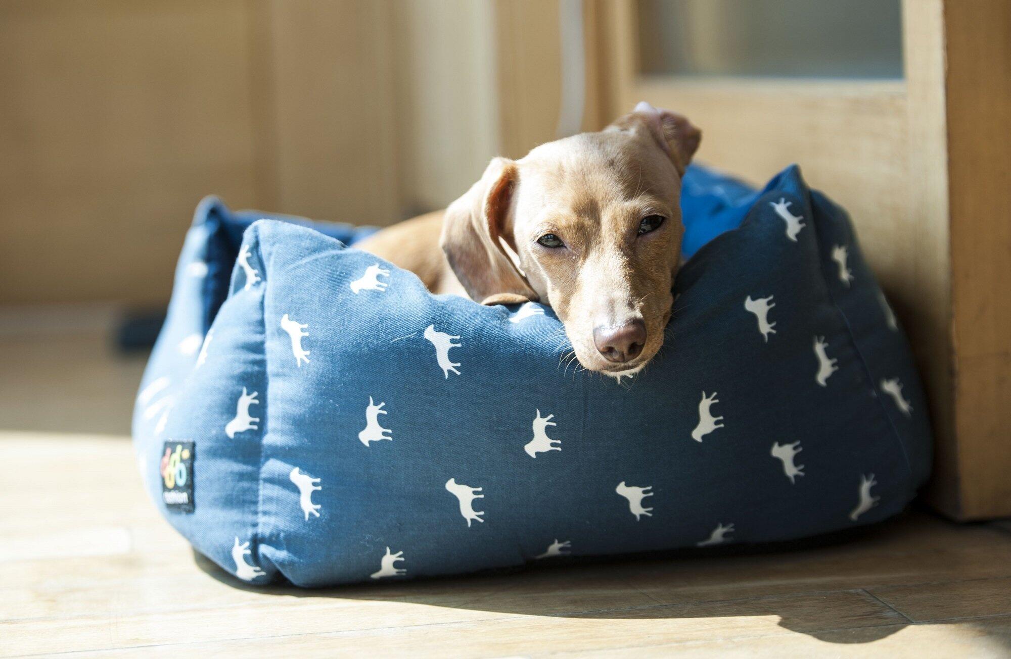 Pros And Cons Of Allowing Pets In Your Austin, TX, Rental Property